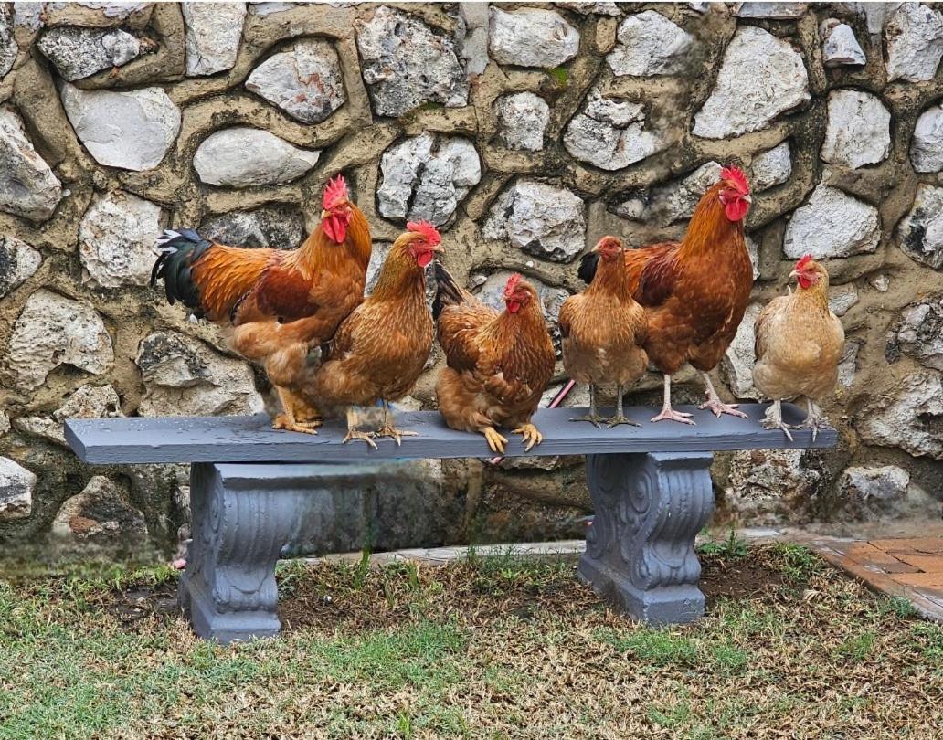 צומב Tamboti Farm Accommodation מראה חיצוני תמונה